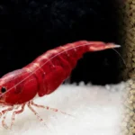 Shrimp and shrimp feed