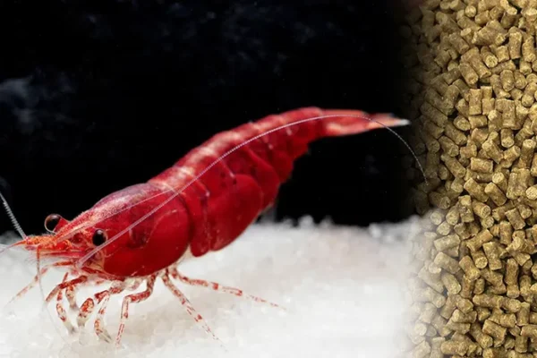 Shrimp and shrimp feed